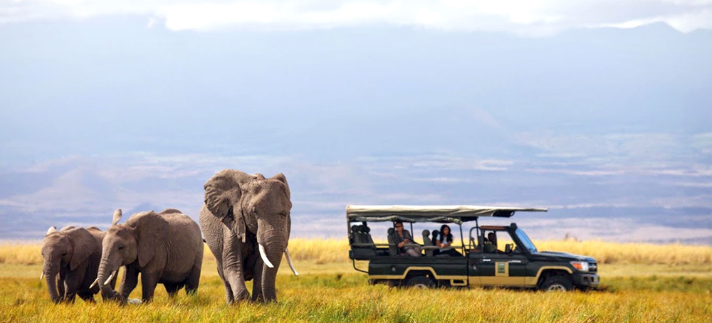 African safari 